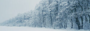 trees covered in snow